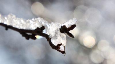 ice on tree branch on campus